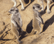 baby meerkats