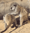 meerkat babies