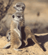 meerkat babies