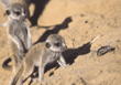 meerkat pups