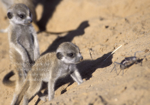 baby meerkats (kits, pups) looking at bug