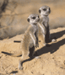 meerkat pups