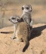 meerkat pups