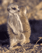 meerkat babies