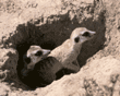 slender-tailed meerkats