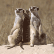 slender-tailed meerkats