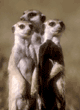 slender-tailed meerkats