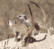 slender-tailed meerkats