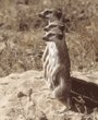 slender-tailed meerkats