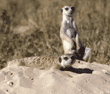 slender-tailed meerkats