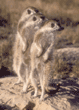 slender-tailed meerkats