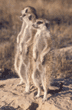 slender-tailed meerkats
