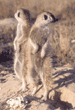 slender-tailed meerkats