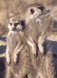 slender-tailed meerkats