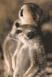 slender-tailed meerkats