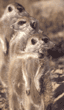 slender-tailed meerkats
