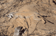 slender-tailed meerkats