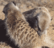slender-tailed meerkats