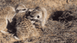 slender-tailed meerkats