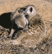 slender-tailed meerkats