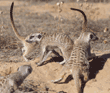 slender-tailed meerkats