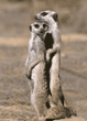 slender-tailed meerkats