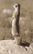meerkat baby and adult