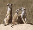 meerkat baby and adults