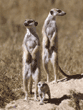 meerkat baby and adults