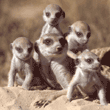 meerkat babies and adult