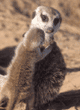 adult with baby meerkat