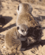 adult and baby meerkats