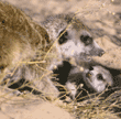 meerkat adult and baby