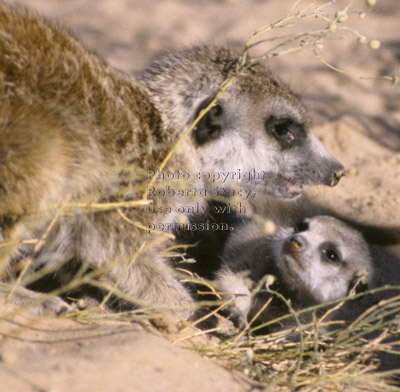 meerkat baby looking up at adult