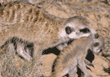 meerkat carrying baby