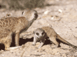 adult and baby meerkats