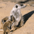 meerkat baby with adult