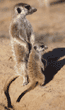 meerkat baby with adult