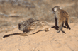 adult and baby meerkats
