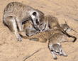 babysitter & meerkat babies