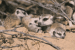 meerkat adult and babies