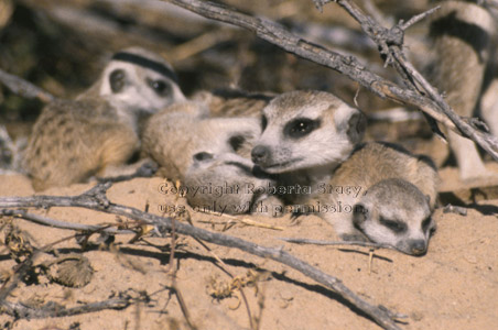 adult and baby meerkats