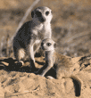 adult and baby meerkats