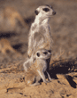 adult with baby meerkat
