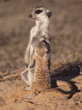adult with baby meerkat
