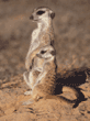 adult with baby meerkat