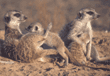 meerkats with babies
