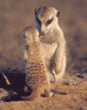 meerkat baby with adult
