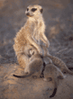 meerkat babies nursing