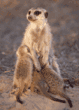 meerkat nursing babies